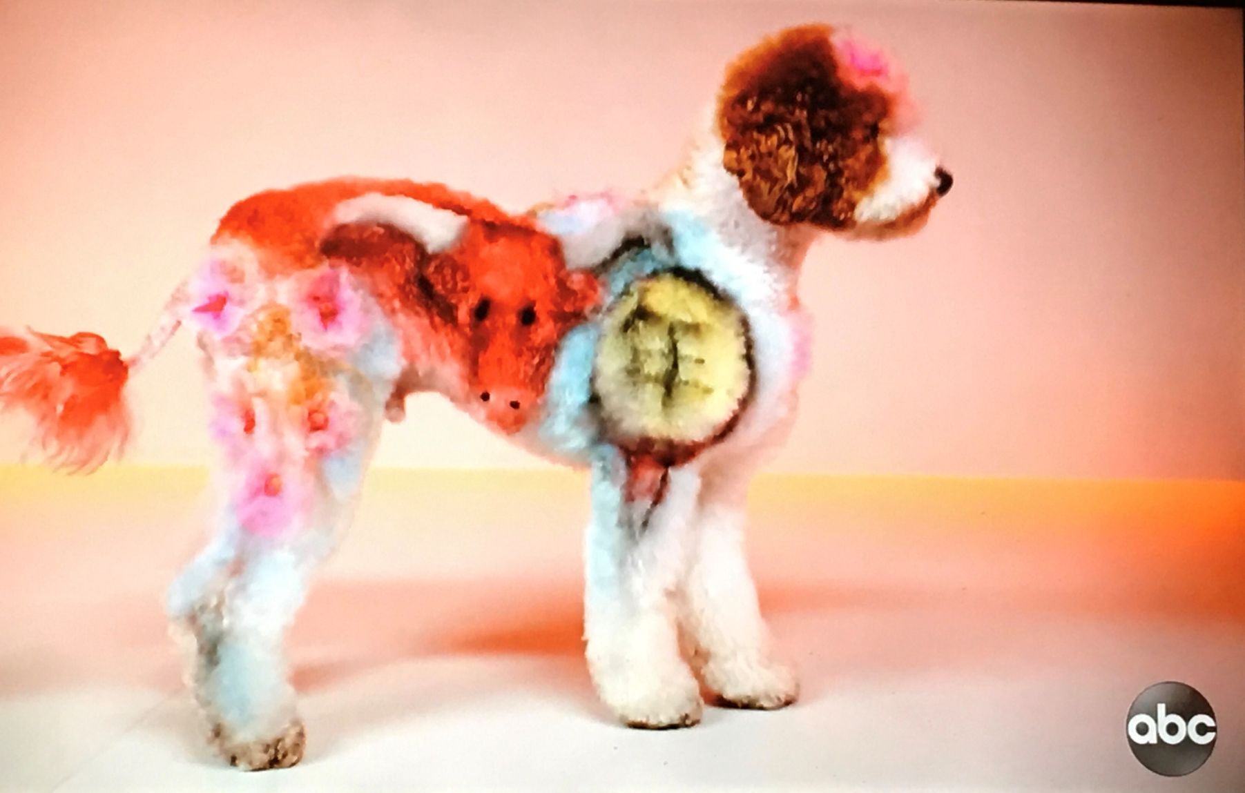 Chinese New Year's dog grooming